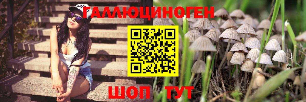 цены наркотик  Псилоцибиновые грибы GOLDEN TEACHER  Вход с VPN  Лесосибирск 